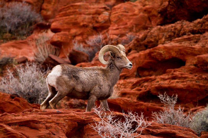 Bighorn On Slickrock